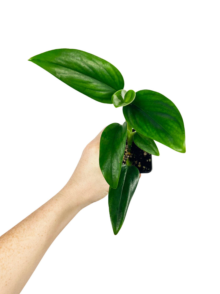 Monstera Standleyana Green (Reverted)