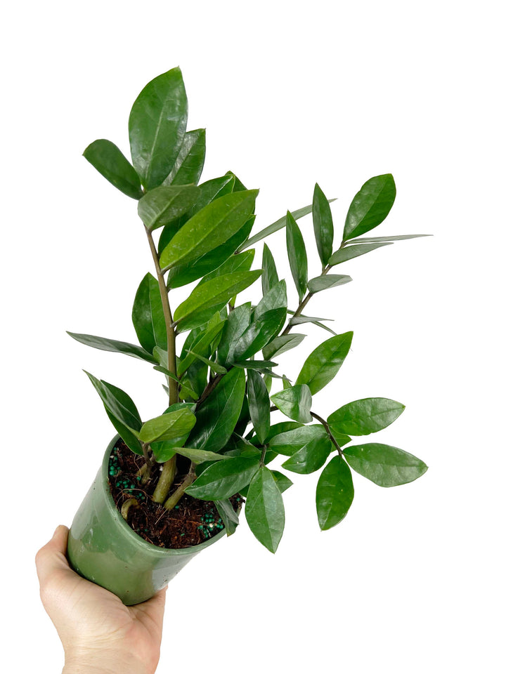 ZZ Plant "Zamioculcas Zamiifolia"