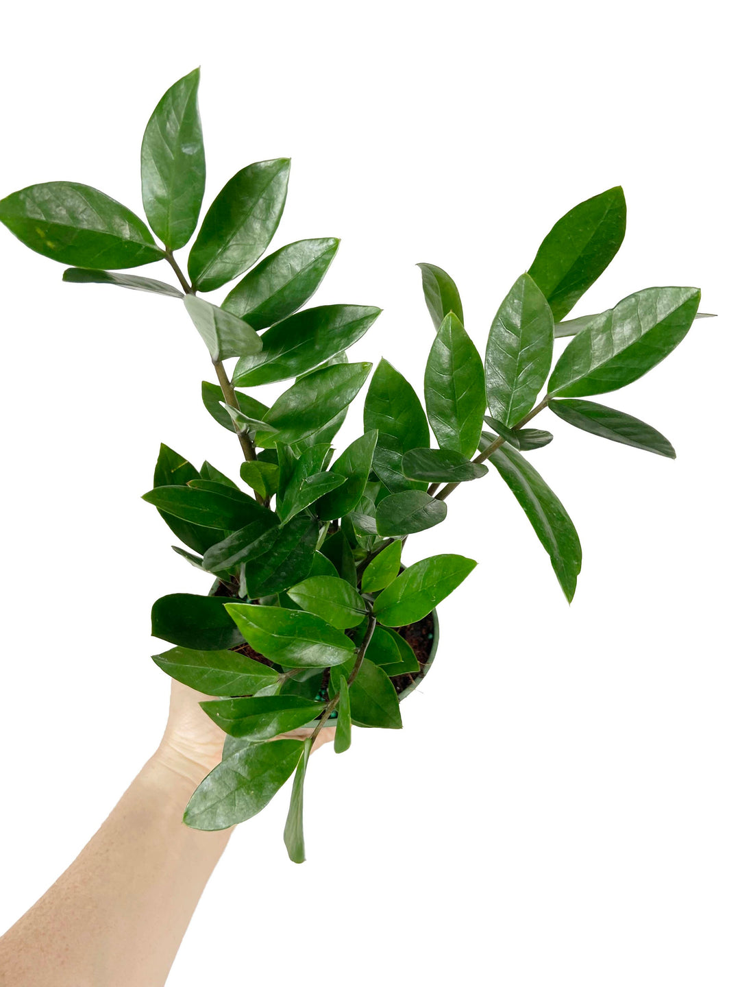 ZZ Plant "Zamioculcas Zamiifolia"