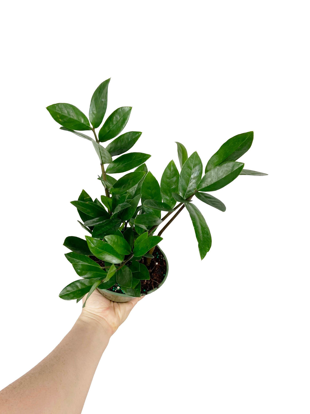 ZZ Plant "Zamioculcas Zamiifolia"