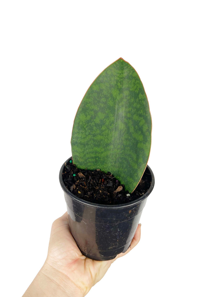 Sansevieria Sharkfin