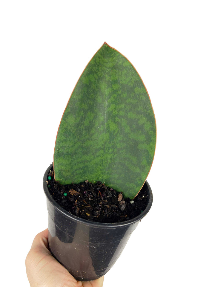 Sansevieria Sharkfin