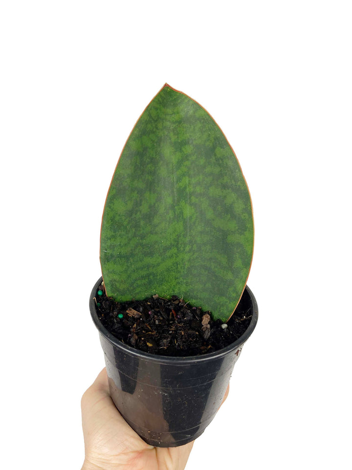 Sansevieria Sharkfin