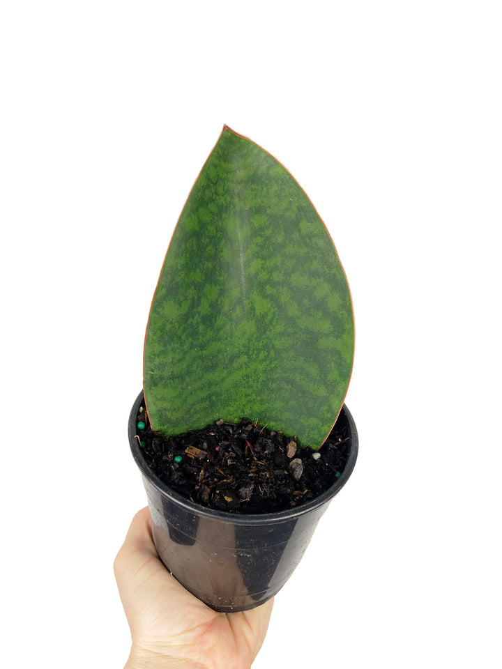 Sansevieria Sharkfin