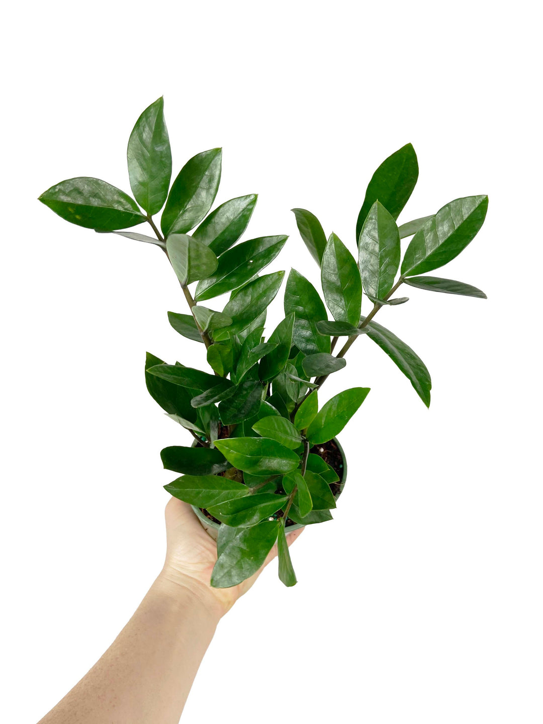 ZZ Plant "Zamioculcas Zamiifolia"