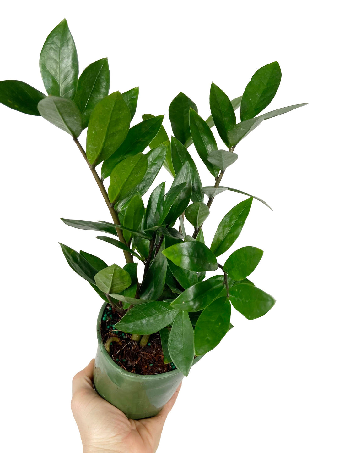 ZZ Plant "Zamioculcas Zamiifolia"