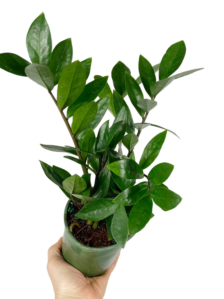 ZZ Plant "Zamioculcas Zamiifolia"