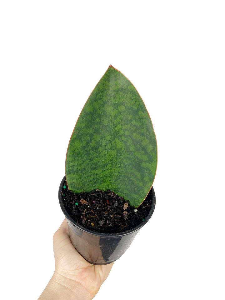 Sansevieria Sharkfin