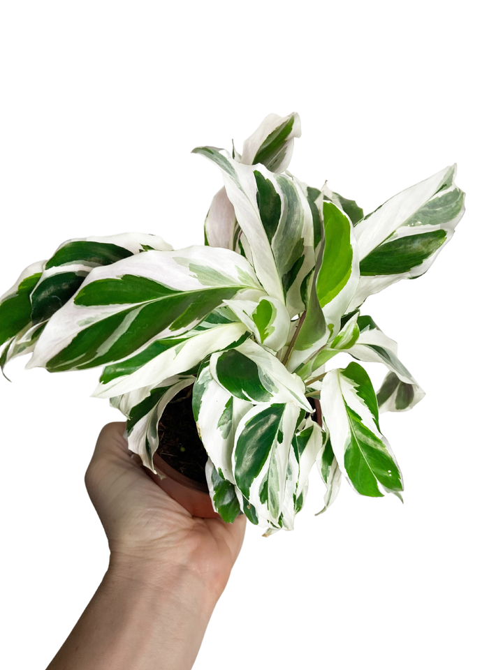 Calathea White Fusion