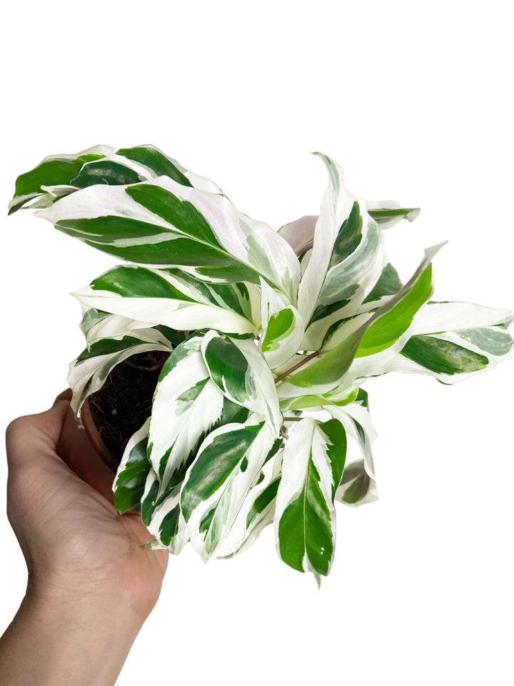 Calathea White Fusion