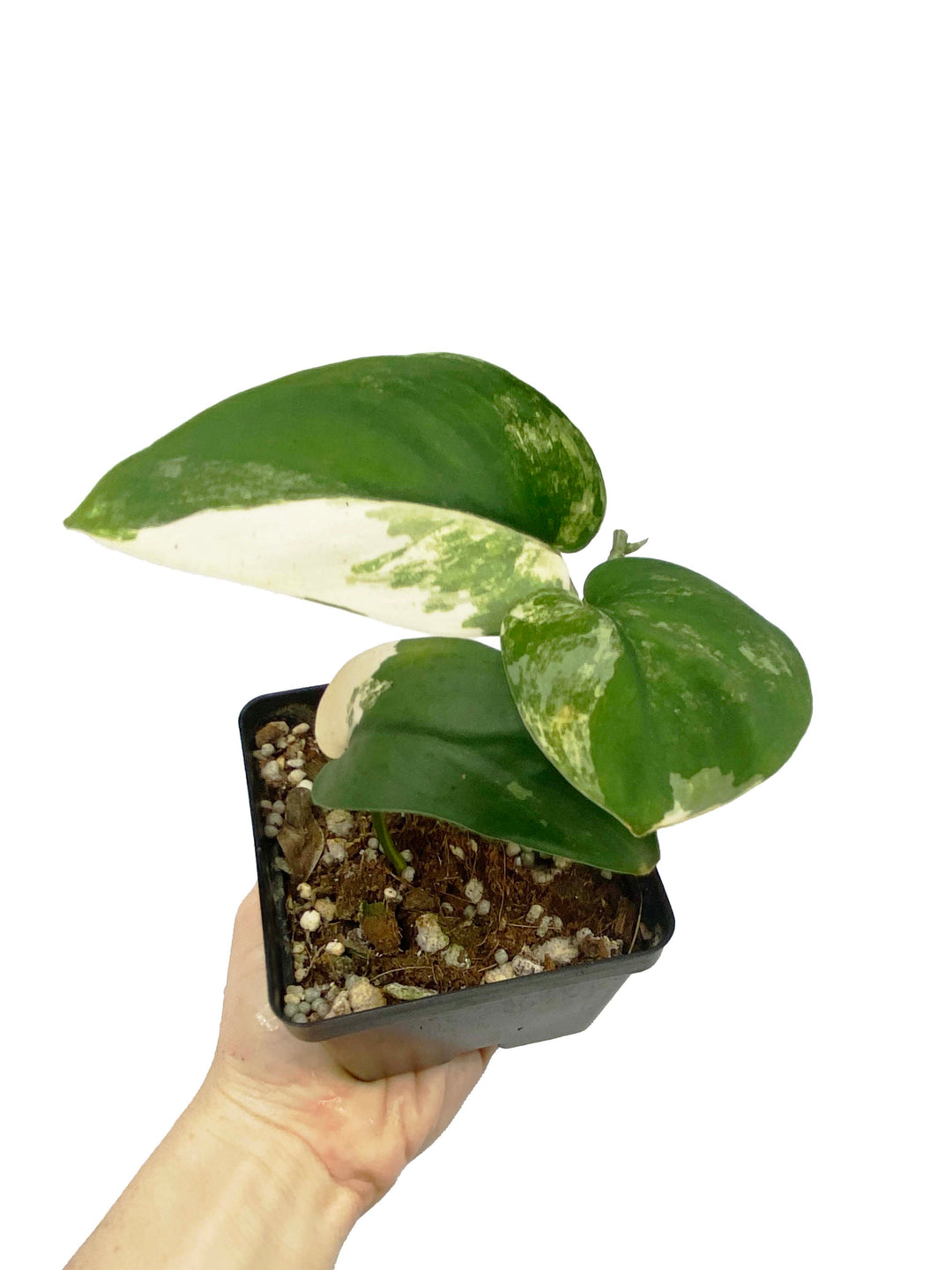 Variegated Jade Scindapsus - Exact Plant