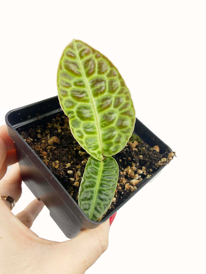 Labisia Pumila "Turtle Back"