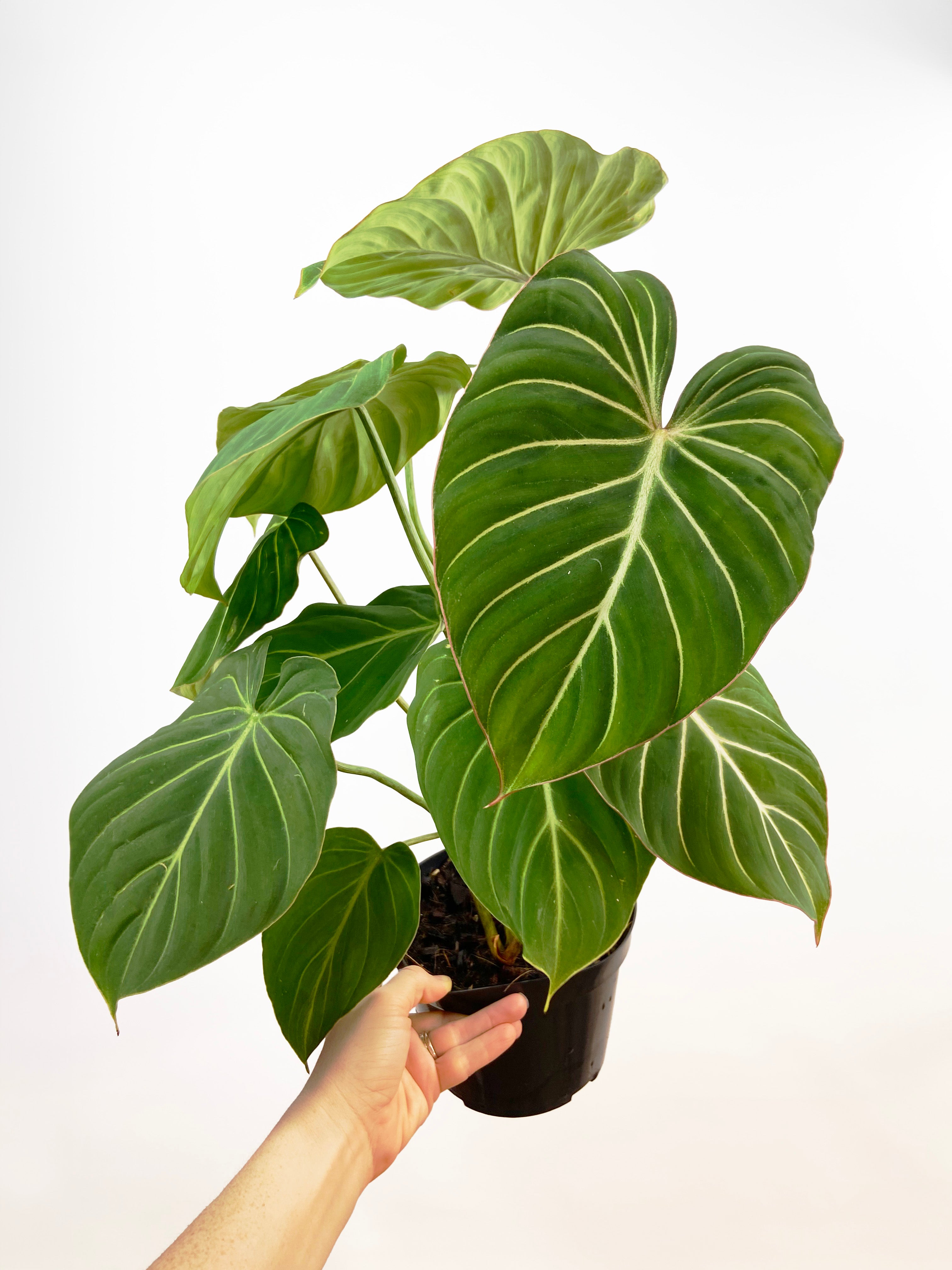【冬バーゲン★】 Philodendron Gloriosum – ThePlantVet モンステラ・ポトス