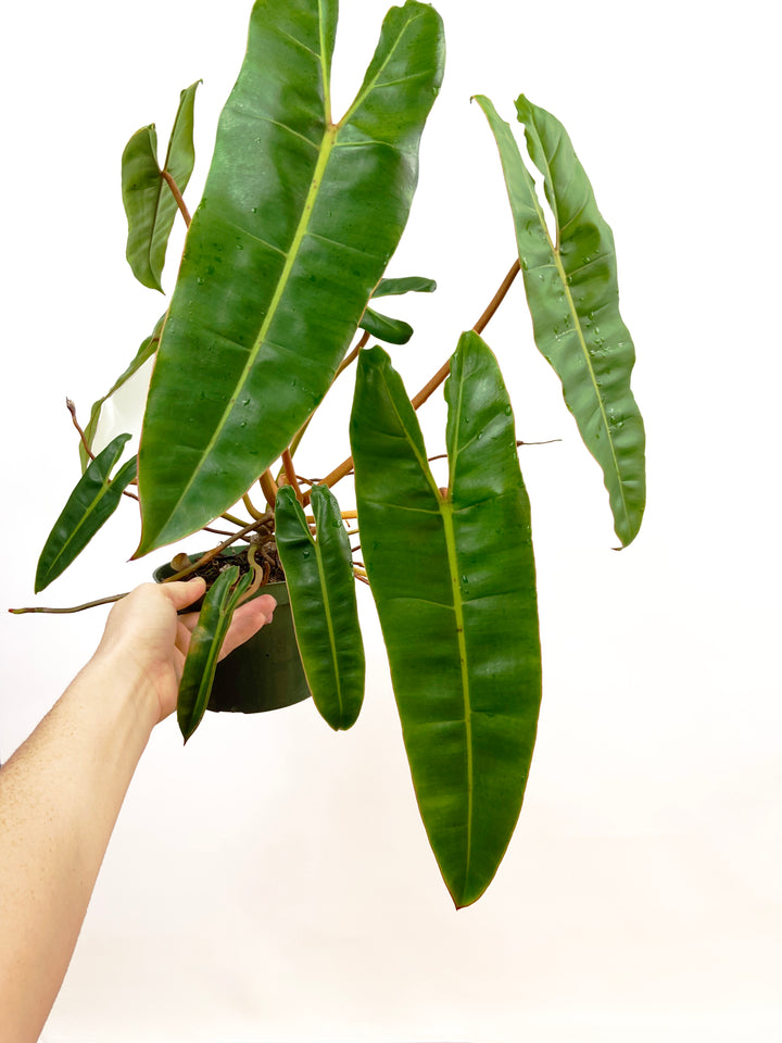 Philodendron Billitiae