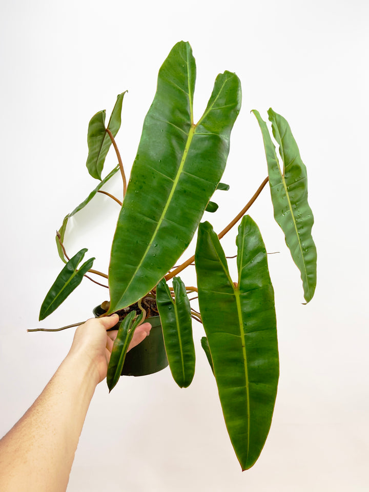 Philodendron Billitiae