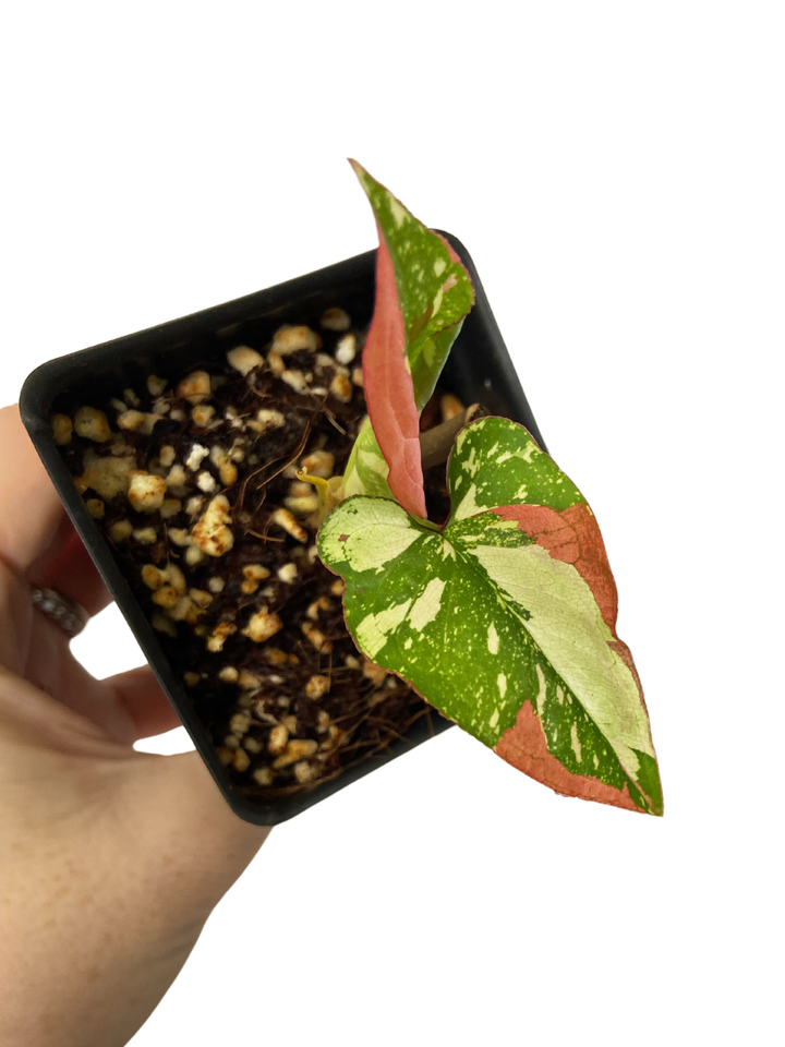 Syngonium Red Spot Tri-color