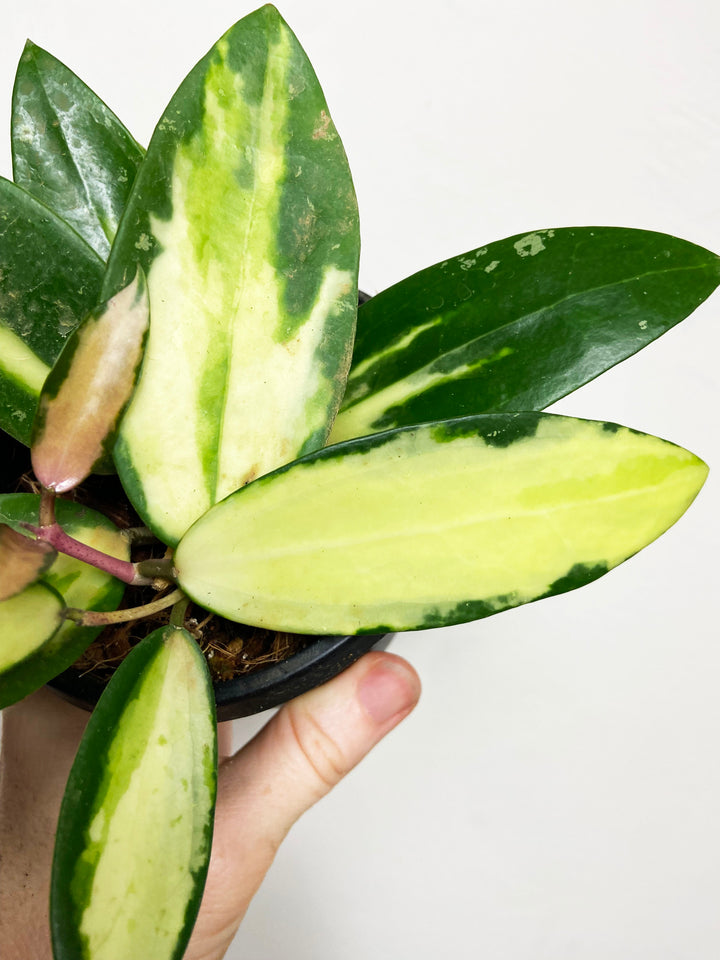 Hoya Acuta Inner-Variegated