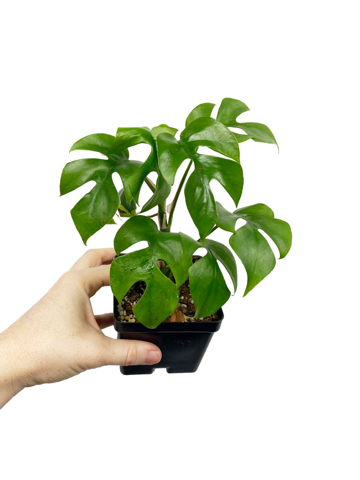 Rhaphidophora Tetrasperma, Mini Monstera, Monstera Ginny, Live Tropical Houseplant, Rare Rooted Plant, Split Leaf Monstera Plant