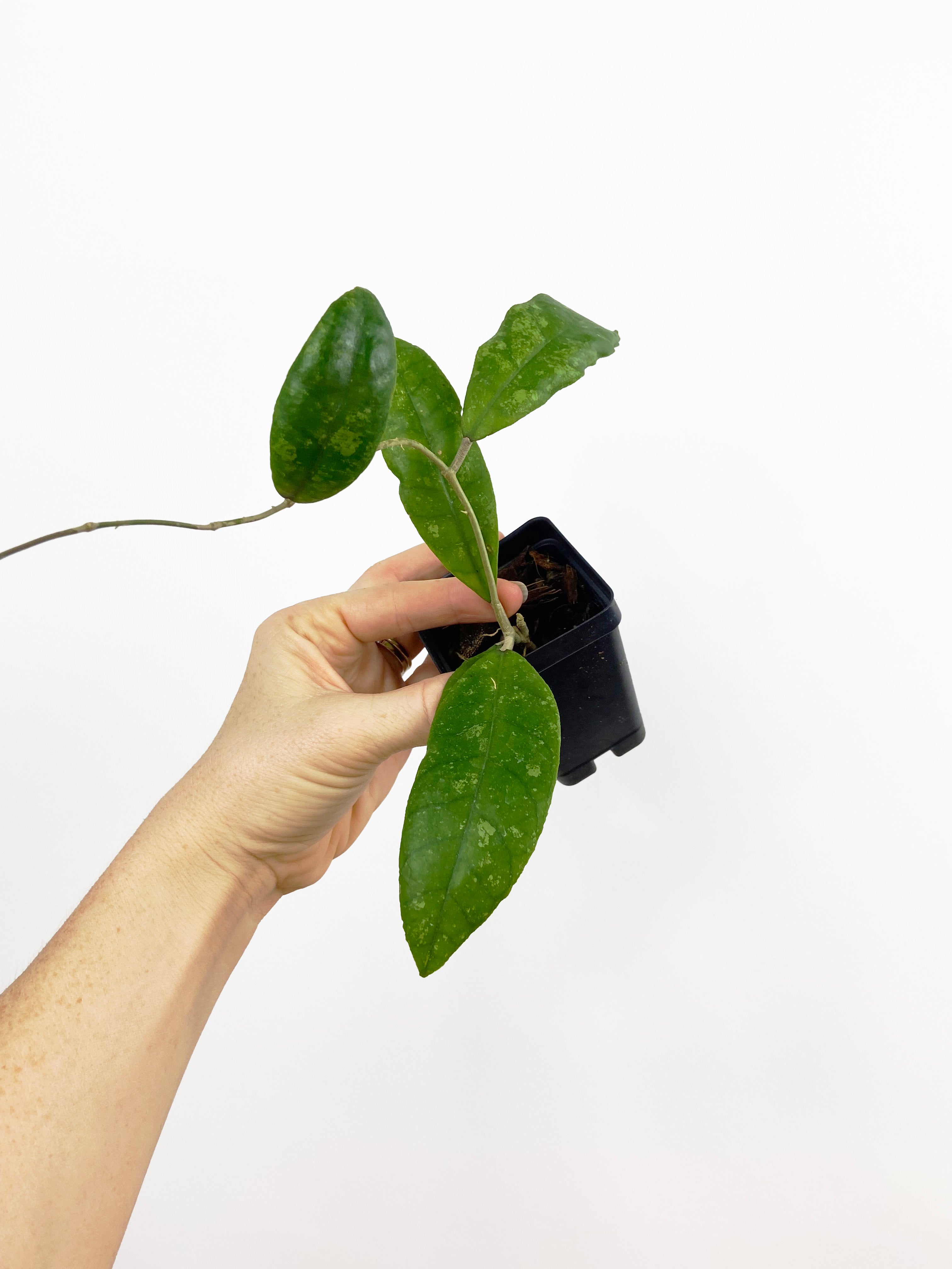 Hoya Finlaysonii Chicken Farm – ThePlantVet