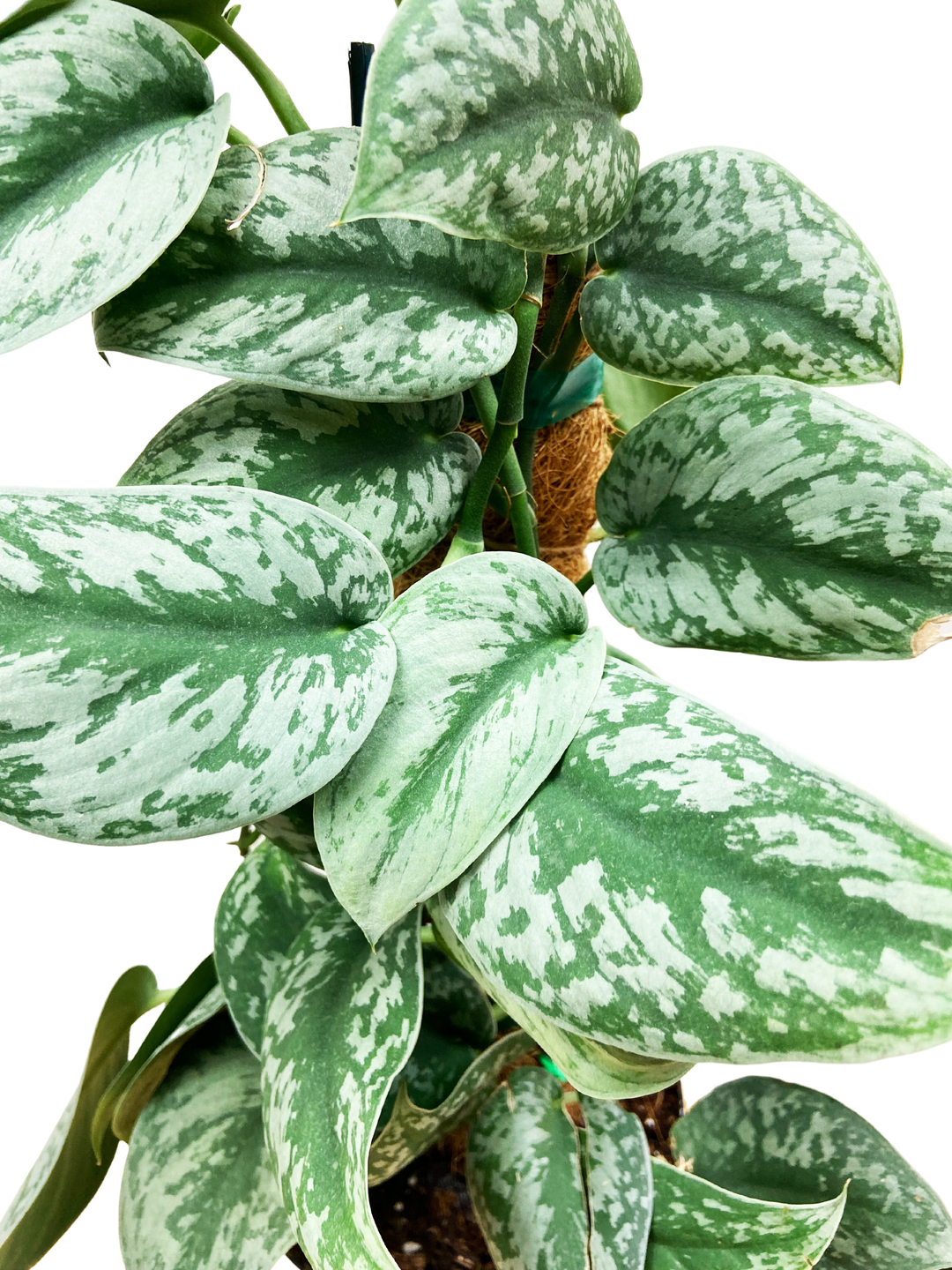 Scindapsus Pictus Exotica – ThePlantVet Scindapsus Pictus Exotica – ThePlantVet
