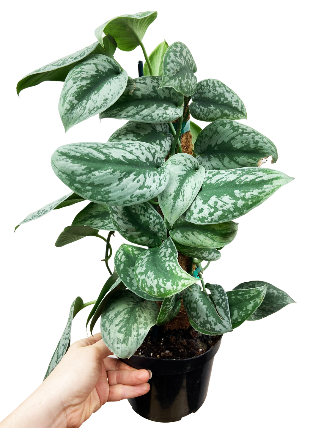 Scindapsus Pictus Exotica – ThePlantVet Scindapsus Pictus Exotica – ThePlantVet