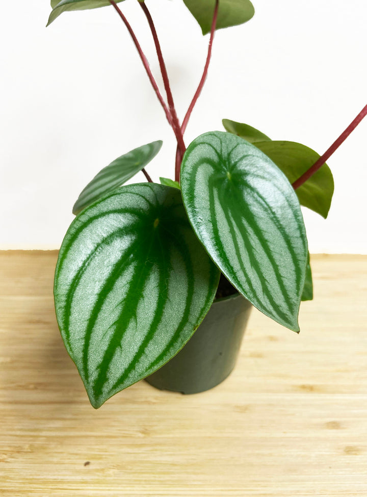 Peperomia Argyreia