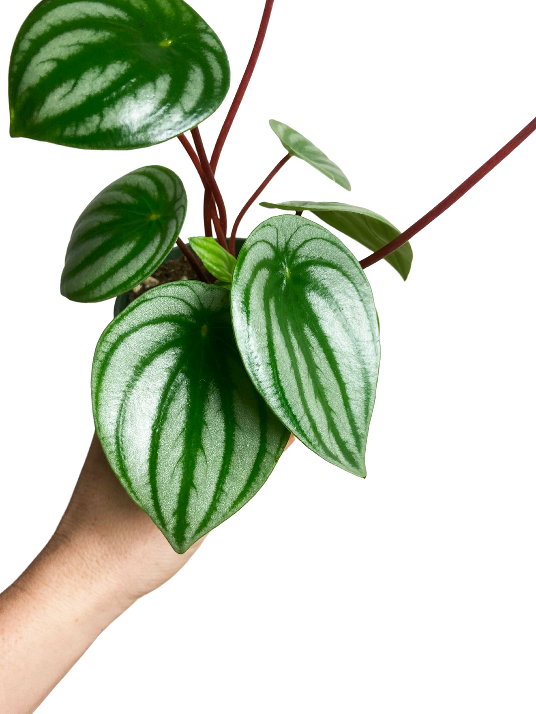 Peperomia Argyreia