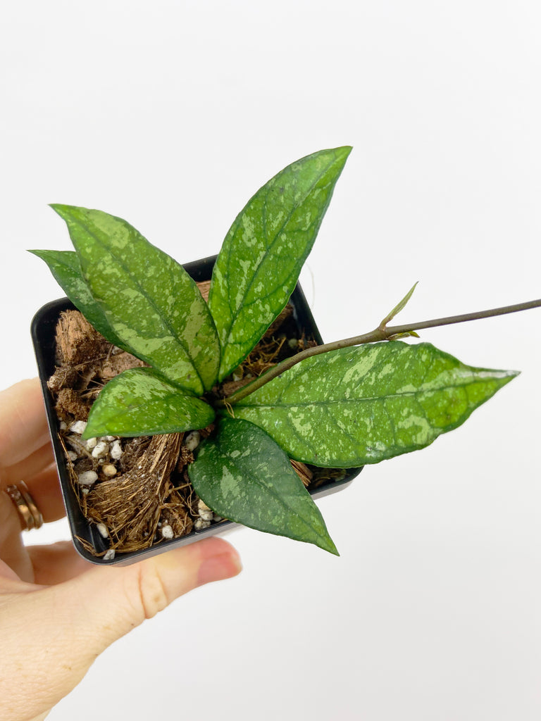 Hoya Crassipetiolata Splash