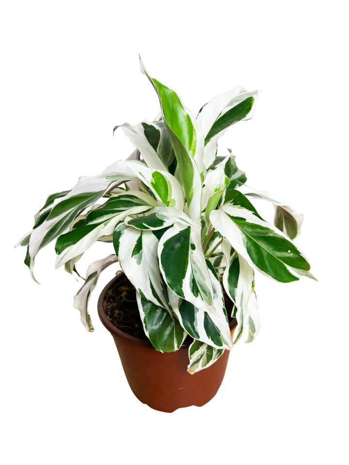 Calathea White Fusion