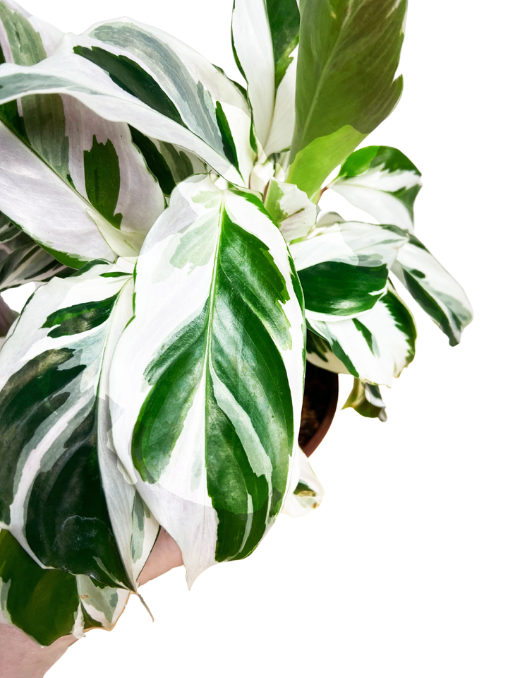 Calathea White Fusion