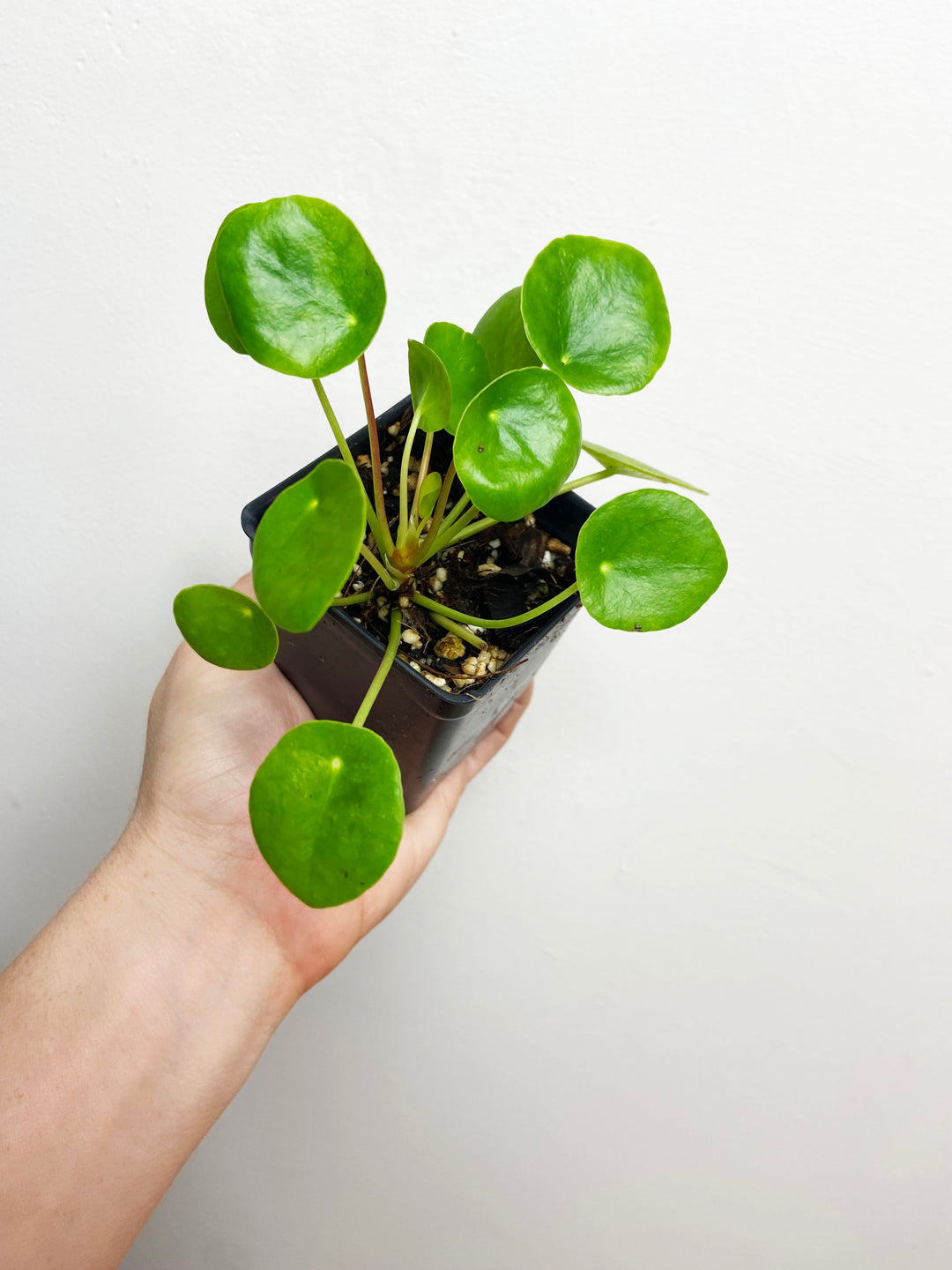 Pilea Peperomioides