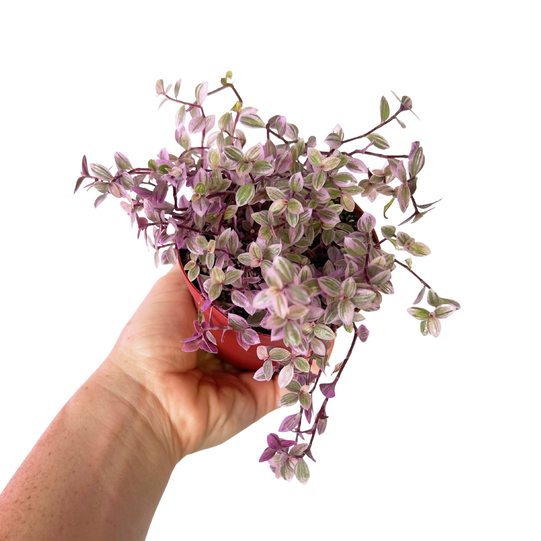 Tradescantia Callisia Pink Panther, Spiderwort, Wandering Jew, Beginner Plant, Low Light Plant, Pink Tradescantia