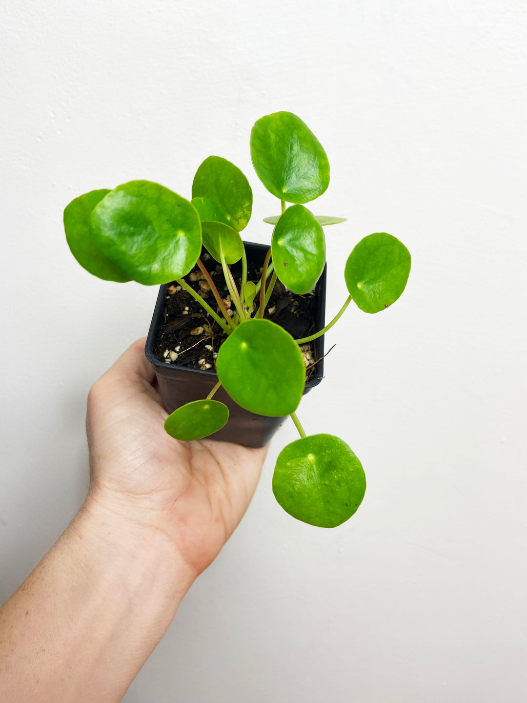 Pilea Peperomioides