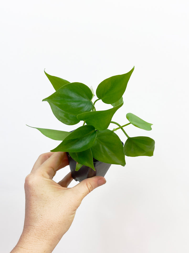 Philodendron "Heart Leaf" Hederaceum