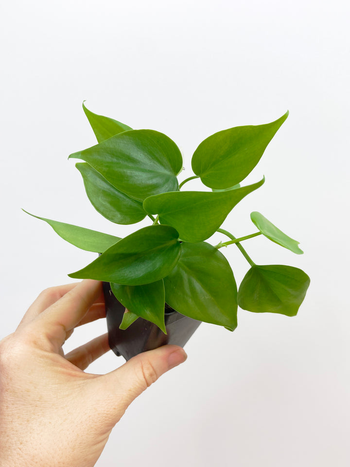 Philodendron "Heart Leaf" Hederaceum
