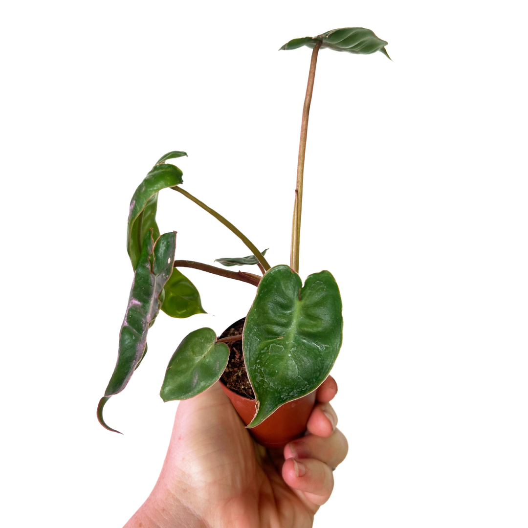 Philodendron Billitiae