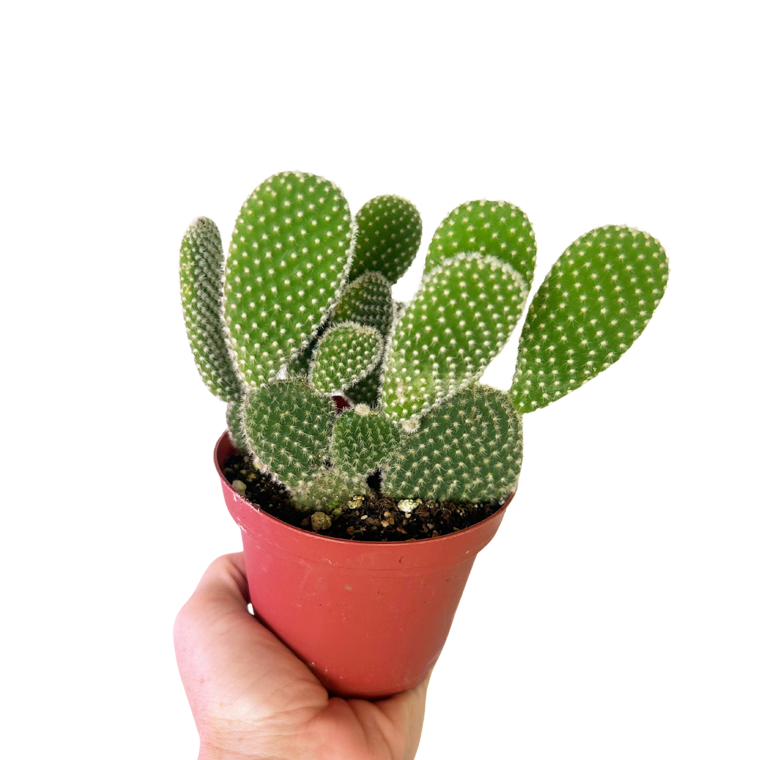 Opuntia Microdasys, Bunny Ear Cactus, Drought Tolerant, Easy Care Beginner Plant, Rare Cactus, Succulent, Blooming Cactus