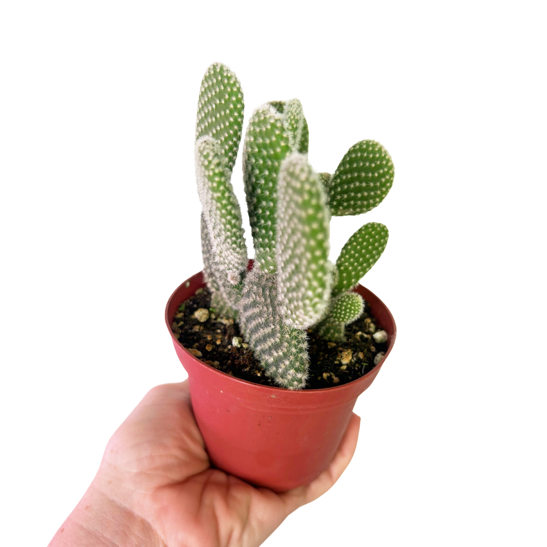 Opuntia Microdasys, Bunny Ear Cactus, Drought Tolerant, Easy Care Beginner Plant, Rare Cactus, Succulent, Blooming Cactus