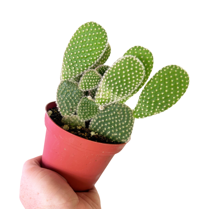 Opuntia Microdasys, Bunny Ear Cactus, Drought Tolerant, Easy Care Beginner Plant, Rare Cactus, Succulent, Blooming Cactus