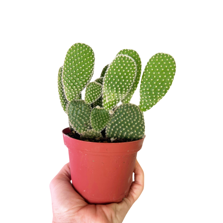 Opuntia Microdasys, Bunny Ear Cactus, Drought Tolerant, Easy Care Beginner Plant, Rare Cactus, Succulent, Blooming Cactus