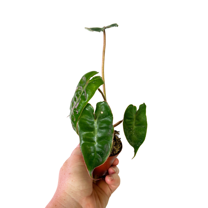 Philodendron Billitiae