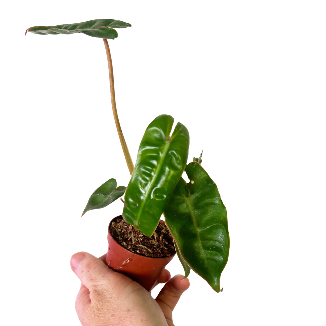 Philodendron Billitiae