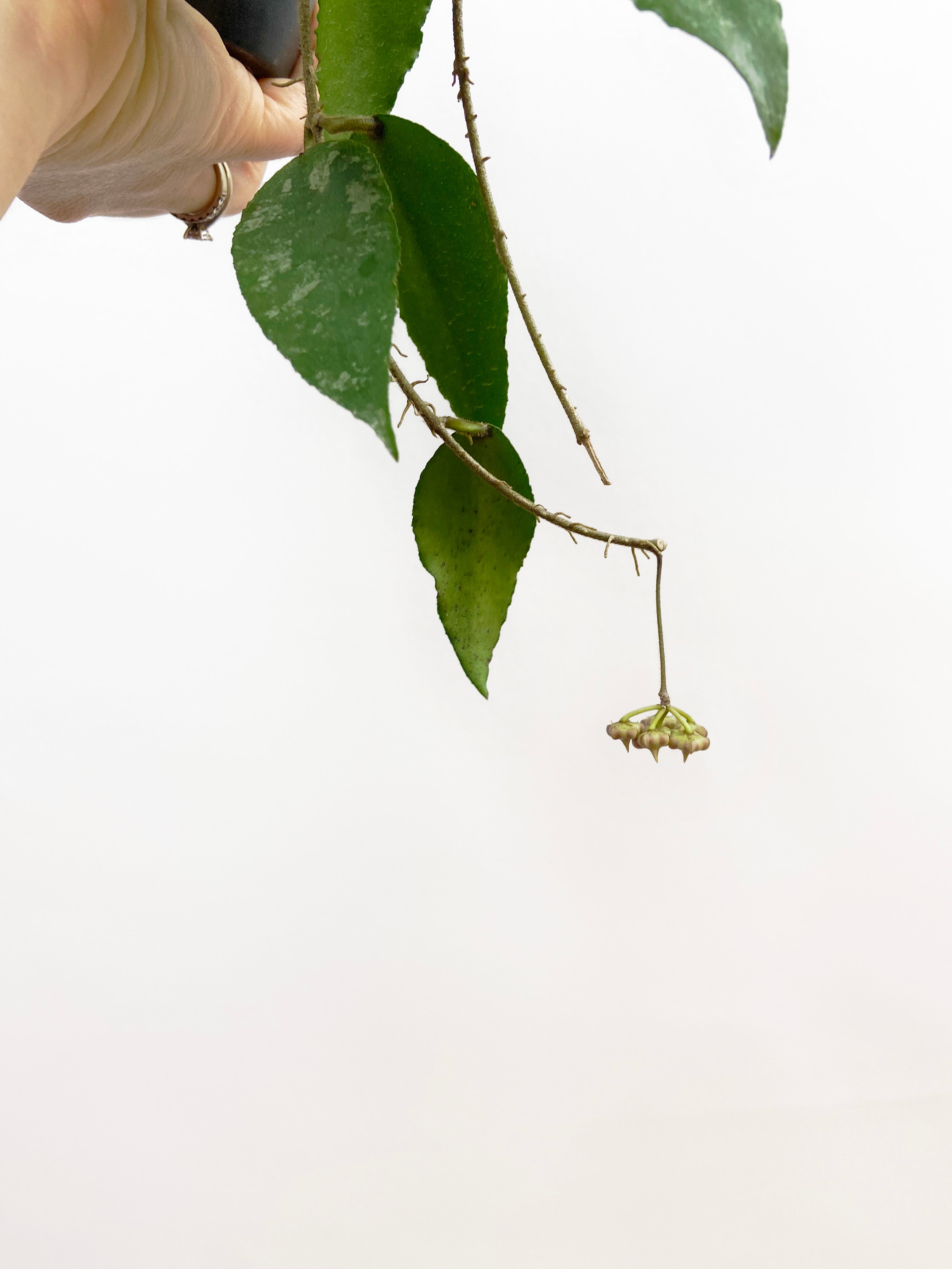 Hoya Caudata Sumatra – ThePlantVet