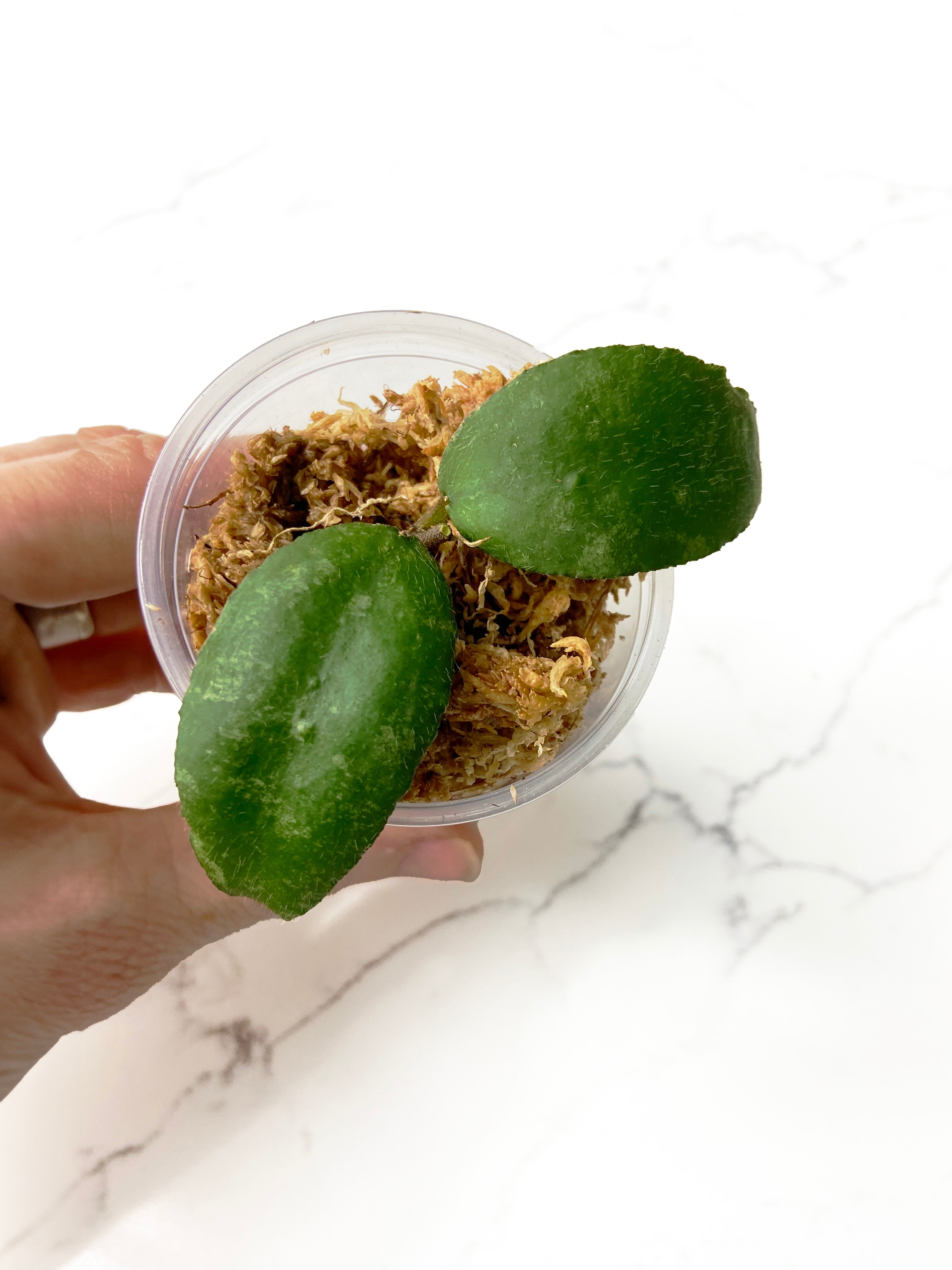 Hoya Caudata Silver - Aroid Nursery