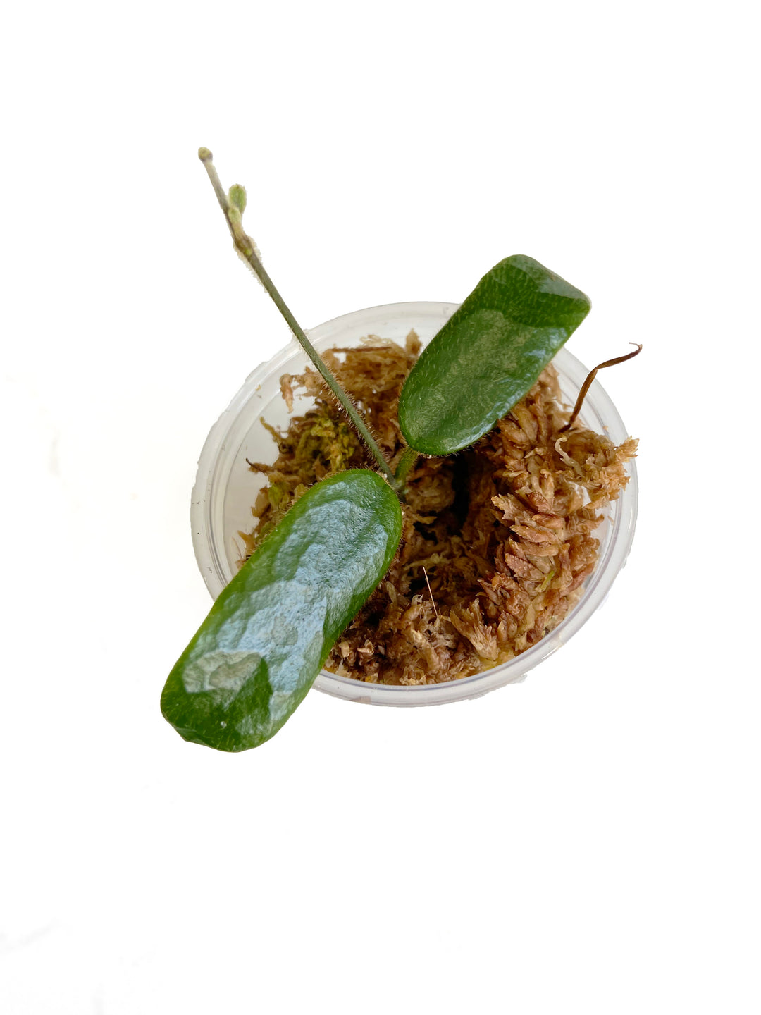 Hoya Rotundiflora