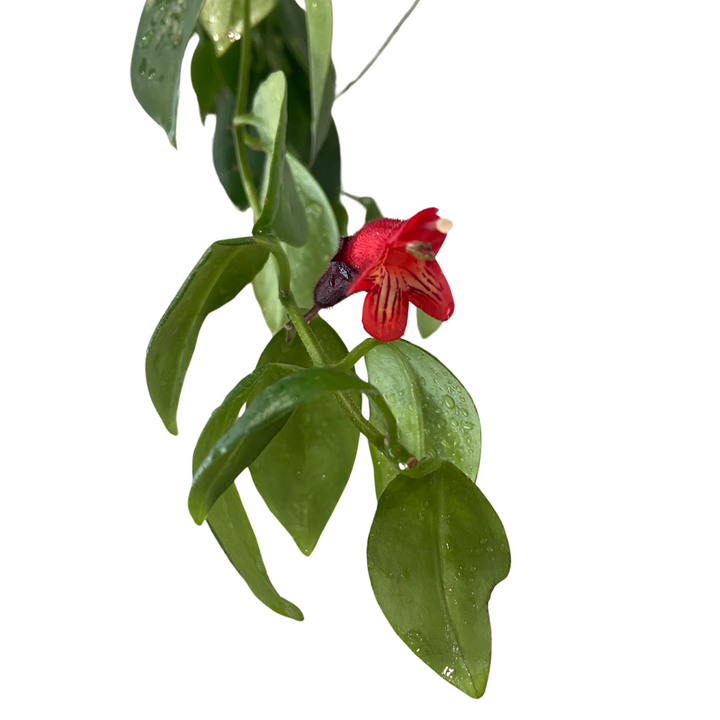 Aeschynanthus Radicans, Mona Lisa Lipstick Plant, Live Indoor Plant