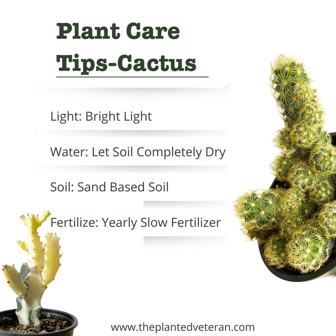 Opuntia Microdasys, Bunny Ear Cactus, Drought Tolerant, Easy Care Beginner Plant, Rare Cactus, Succulent, Blooming Cactus