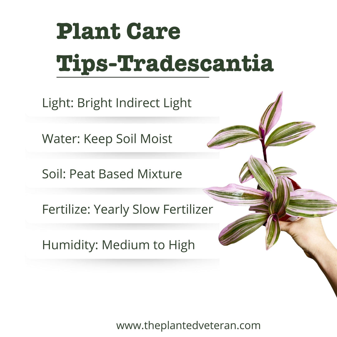 Tradescantia Callisia Pink Panther, Spiderwort, Wandering Jew, Beginner Plant, Low Light Plant, Pink Tradescantia