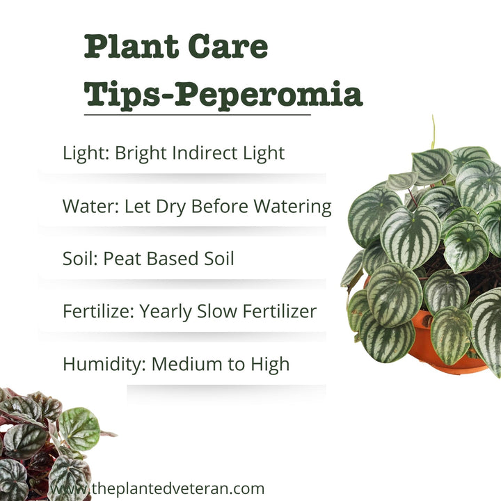 Peperomia Piccolo Banda, Live Plant, Pet Friendly Plants, Tropical Plant