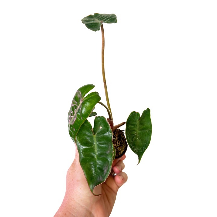 Philodendron Billitiae